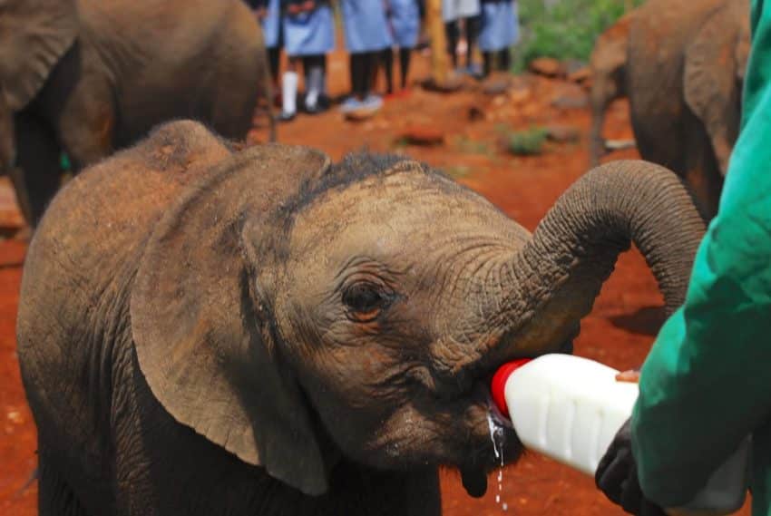 A University of the People student taking care of animals.