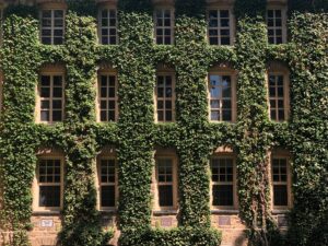 ivy covered Princeton building