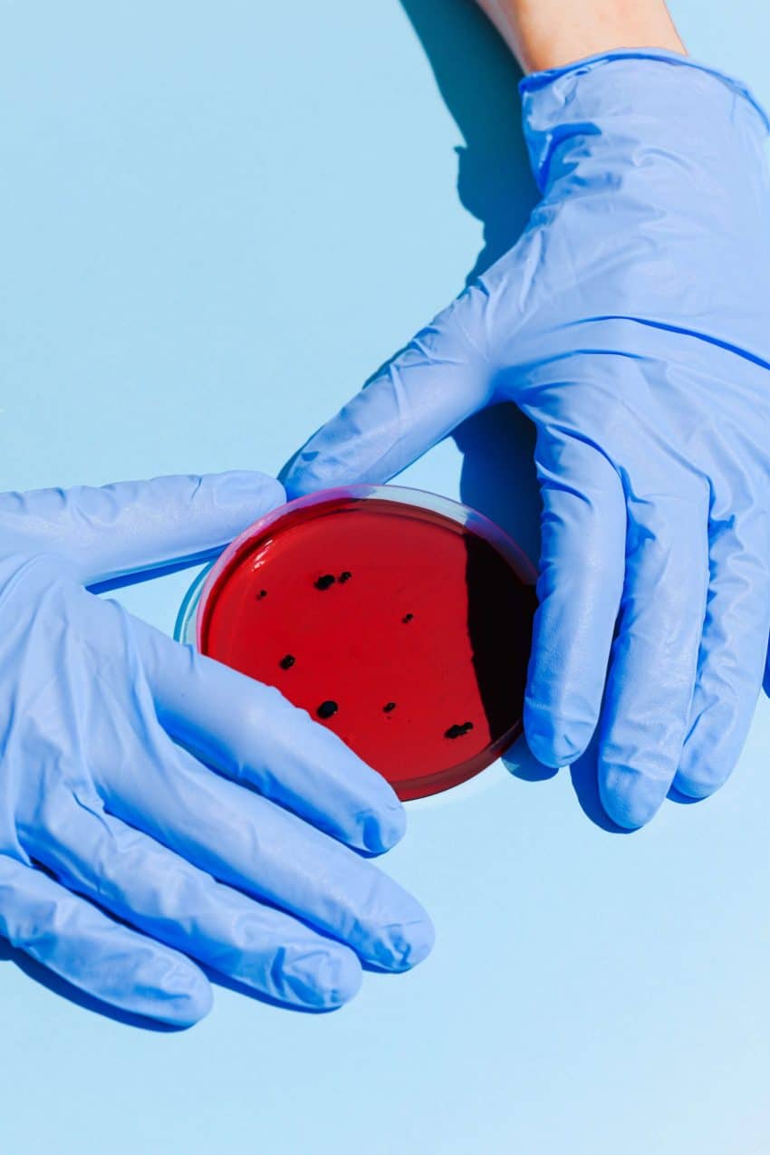 Scientist wearing gloves, holding a red petri dish