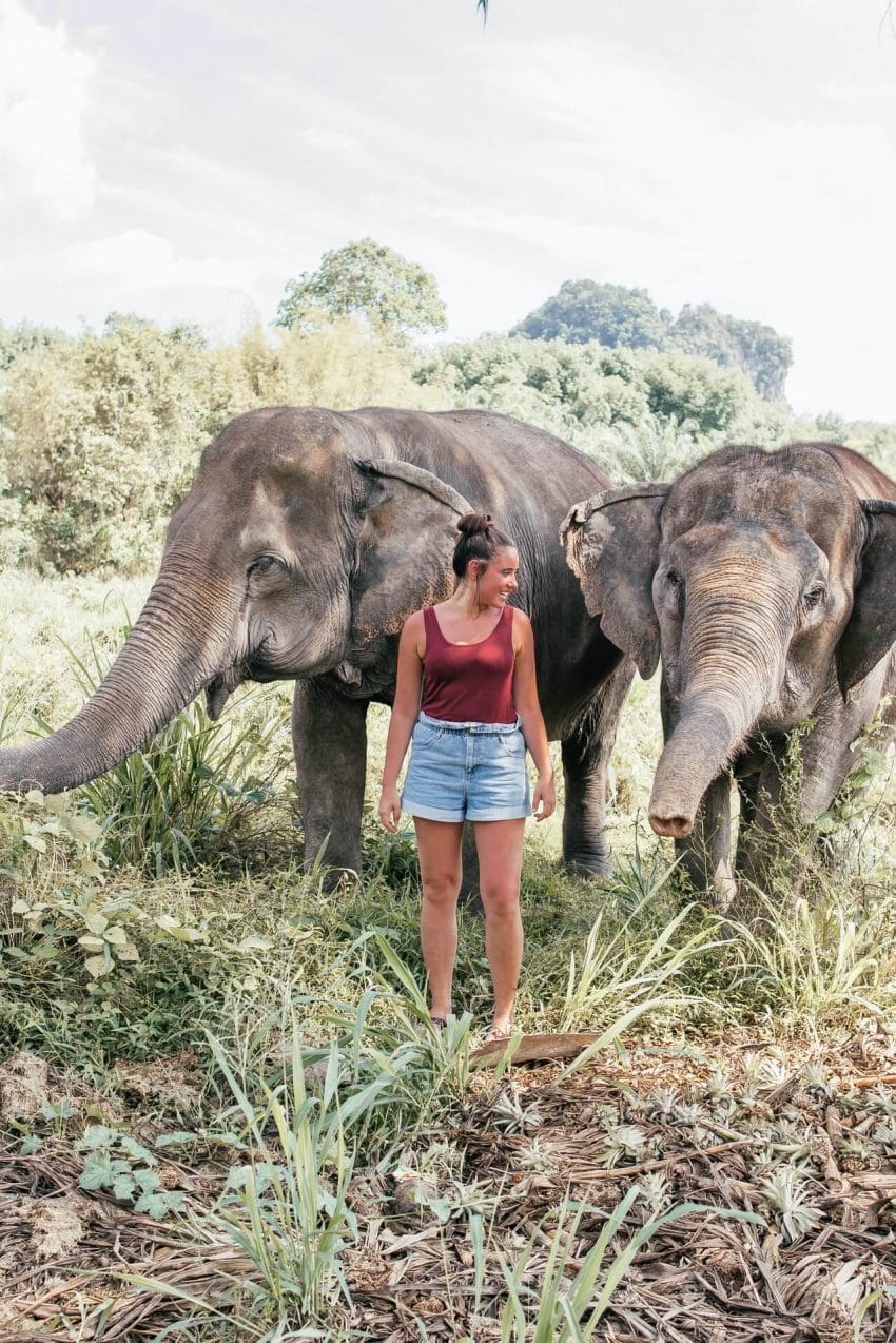 Person with zoologist degree feeding elephant in zoo