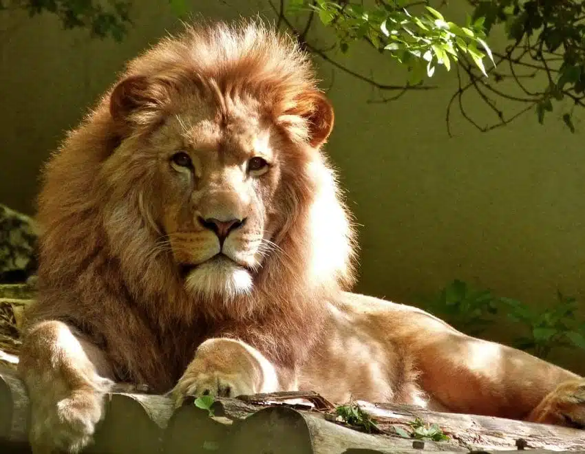 Lion sitting down in a zoo