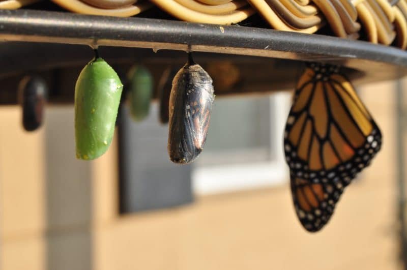 Transformation of a caterpillar to a butterfly as a symbol for growth